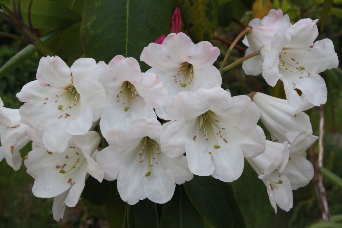 R. fortunei AGM
